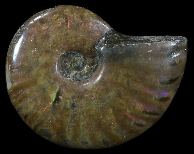 Flashy Red Iridescent Ammonite - Wide #52351
